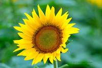 Sunflowers - 21 Aug 12